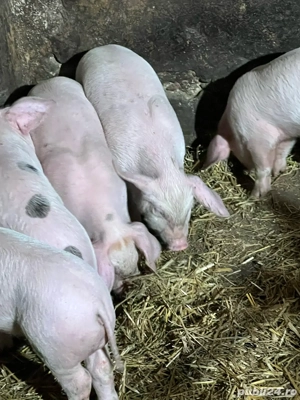 Vand purcei - imagine 5 Vand purcei - imagine 5