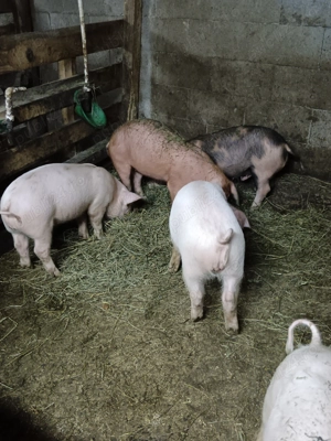 Porci duroc cu petrain - imagine 2