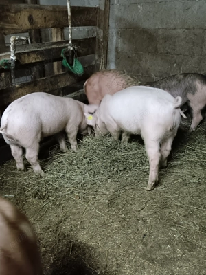 Porci duroc cu petrain - imagine 3
