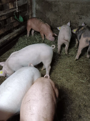 Porci duroc cu petrain