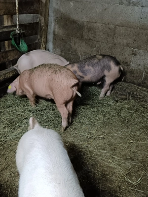 Porci duroc cu petrain - imagine 4