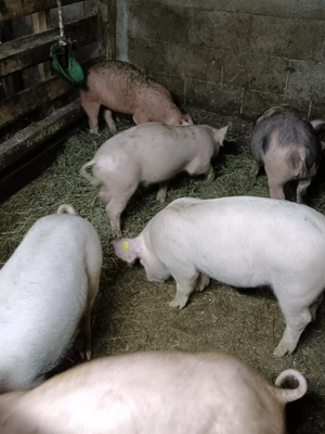 Porci duroc cu petrain - imagine 6