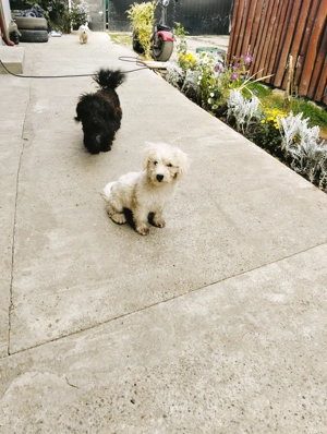 Bichon maltez de vânzare  - imagine 2