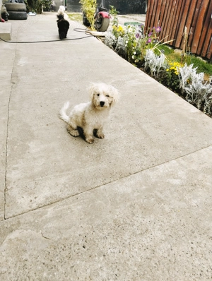 Bichon maltez de vânzare  - imagine 3