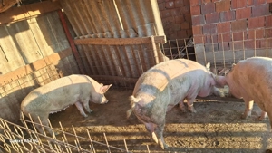 Vand scroafe marele alb cu 18 mameloane la a 2 fătare au in jur de 150 kg pret 14 lei kg inf la 0734