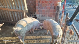 Vand scroafe marele alb cu 18 mameloane la a 2 fătare au in jur de 150 kg pret 14 lei kg inf la 0734 - imagine 2