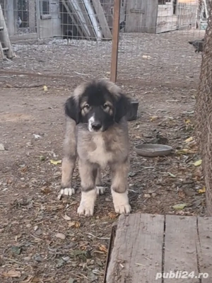 Ciobanesc Românesc Carpatin  - imagine 2