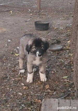 Ciobanesc Românesc Carpatin  - imagine 4