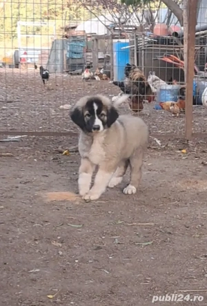 Ciobanesc Românesc Carpatin  - imagine 3