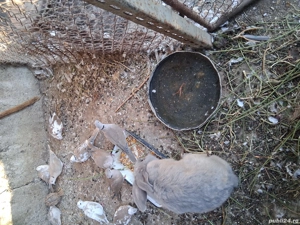 vand turturele razatoare ( cucuruzi )