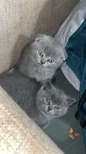 Vând pui de pisică British ! - imagine 3 Vând pui de pisică British ! - imagine 3