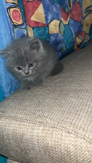 Vând pui de pisică British ! - imagine 2 Vând pui de pisică British ! - imagine 2