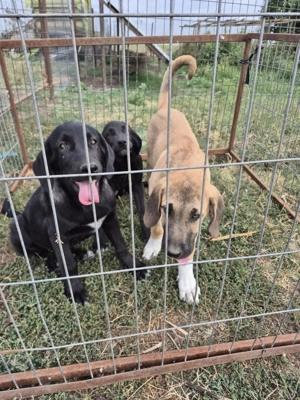 Femele kangal de vânzare  - imagine 3 Femele kangal de vânzare  - imagine 3