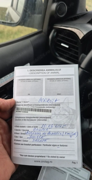 Femele kangal de vânzare  - imagine 2 Femele kangal de vânzare  - imagine 2