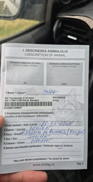 Femele kangal de vânzare  - imagine 5 Femele kangal de vânzare  - imagine 5