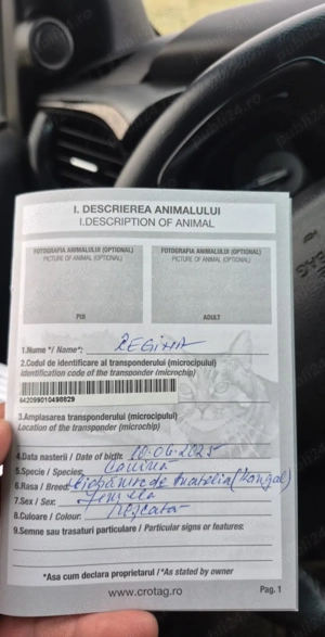 Femele kangal de vânzare  - imagine 4 Femele kangal de vânzare  - imagine 4