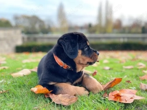 Pui rasa Rottweiler - Forță,  Siguranță  și Loialitate! - imagine 2