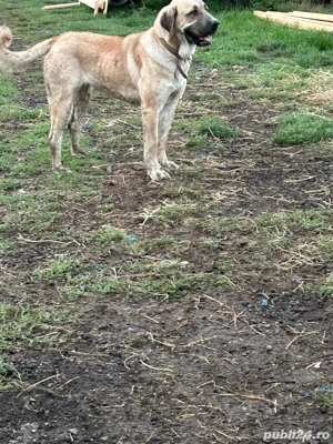 Vând doua femele asia centrală