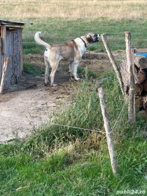 Vând doua femele asia centrală - imagine 4