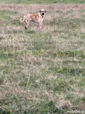 Vând doua femele asia centrală - imagine 2