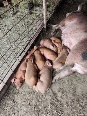 Purcei Duroc disponibili în Turnu Măgurele