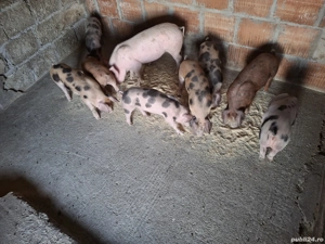 Grasuni de vanzare - imagine 3