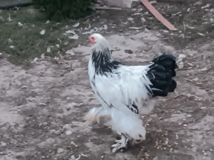 Vând pui brahma  - imagine 4