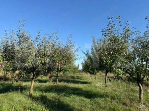 Casa tip P+M, 220 mp,3600 mp teren, comuna Păulesti  - imagine 14