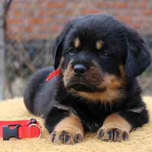 Pui Rottweiler Disponibili- Linie Robusta, ideali pentru Pază!