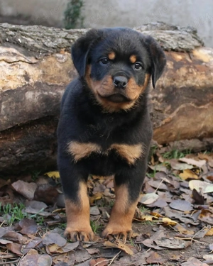Pui Rottweiler - Rasa Pura, Vaccinați și Deparazitați! - imagine 3