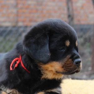 Pui Rottweiler Disponibili- Linie Robusta, ideali pentru Pază! - imagine 2