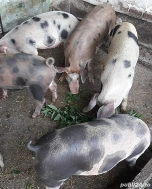 vindem purcei grasunasi