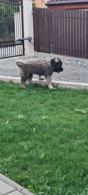 Cățel ciobănesc carpatin 