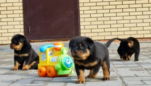 Pui Rasa Rottweiler  - Devotament, Siguranță și Afecțiune! - imagine 2