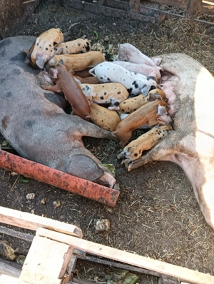 Vând șoldani la alegere - imagine 2 Vând șoldani la alegere - imagine 2