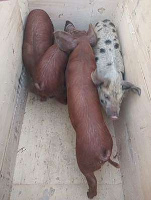 Vând șoldani la alegere