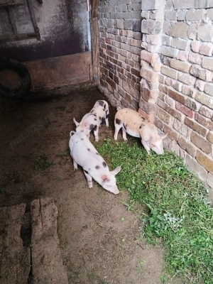 Vând purcei de 8 săptămâni 