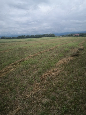 Vand  Teren pentru infiintare plantatie.  - imagine 4