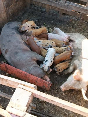 Vând șoldani la alegere - imagine 3 Vând șoldani la alegere - imagine 3