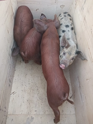 Vând șoldani la alegere - imagine 4 Vând șoldani la alegere - imagine 4