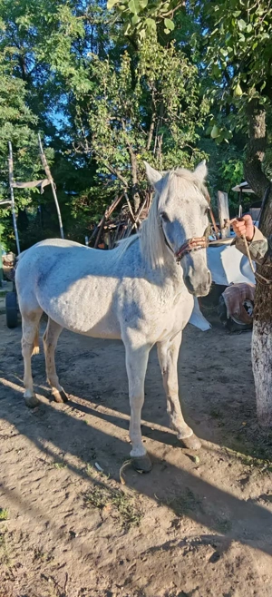 Cal de vanzare - judetul Iasi