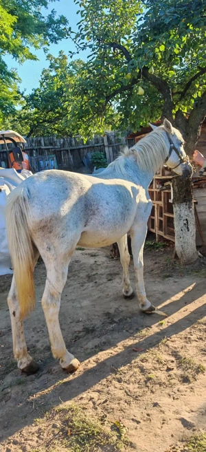 Cal de vanzare - judetul Iasi - imagine 2