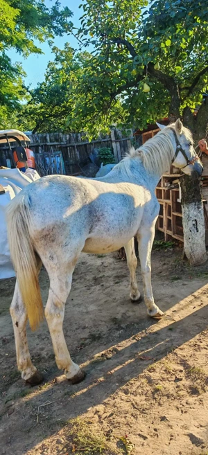 Cal de vanzare - judetul Iasi - imagine 4