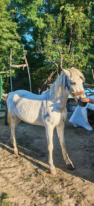 Cal de vanzare - judetul Iasi - imagine 3