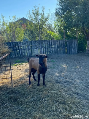 Vând țap alpin francez! - imagine 3 Vând țap alpin francez! - imagine 3