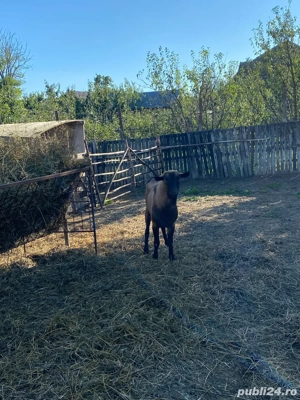Vând țap alpin francez! - imagine 2 Vând țap alpin francez! - imagine 2