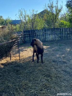 Vând țap alpin francez!