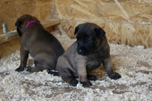 Ciobanesc Malinois cu pedigree FCI - imagine 3