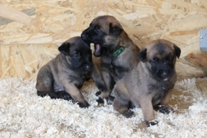 Ciobanesc Malinois cu pedigree FCI