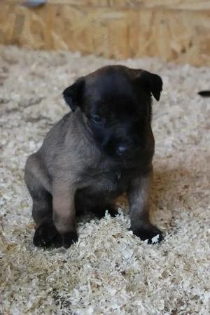 Ciobanesc Malinois cu pedigree FCI - imagine 2